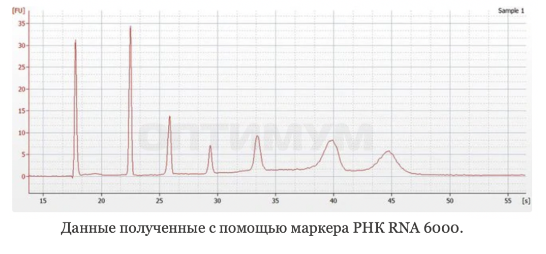 Маркер РНК, RNA 6000, от 200 п.н. до 6000 п.н., 150 мкг/мл, Thermo FS
