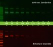 Краситель dsGreen раствор для прокраски гелей, 10000x, Lumiprobe