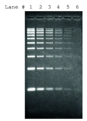 Краситель SYBR Green I, 10’000x, раствор в ДМСО, Merck (Millipore, Sigma-Aldrich, Supelco)