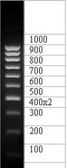 ДНК-маркер 1000/10C, 10 фрагментов от 100 до 1000 п.н. 400(2х); концентрат 0,5 мг/мл, diaGene
