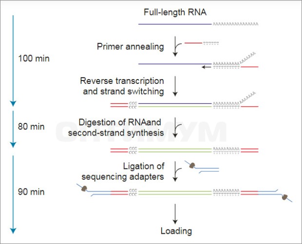 Набор для прямого секвенирования кДНК, Direct cDNA Sequencing Kit, Oxford Nanopore Technologies