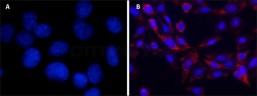 ДАПИ / DAPI dihydrochloride, powder, >/=98%, Merck (Millipore, Sigma-Aldrich, Supelco)