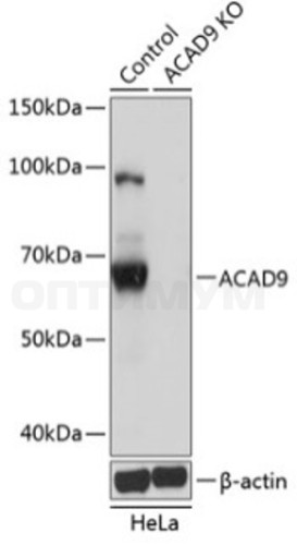 Антитела [KO Validated] ACAD9 кроличьи, поликлональные, ABclonal