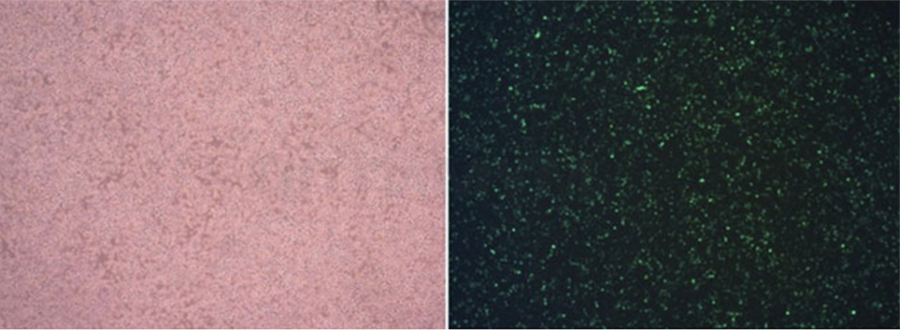 Трансфекционный реагент HighGene plus, ABclonal