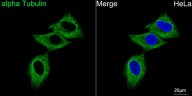 Антитела Anti-Mouse IgG (H+L) козьи, поликлональные, коньюгированные с FITC, ABclonal