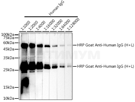 Антитела Anti-Human IgG (H+L) козьи, поликлональные, конъюгированные с HRP, ABclonal